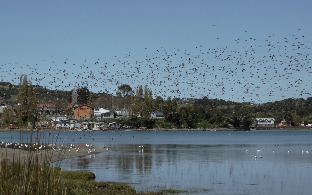 DOS NUEVAS PROPUESTAS DE SANTUARIOS DE LA NATURALEZA PARA CHILOÉ BUSCAN CONSERVAR HUMEDALES COSTEROS DE ALTO VALOR PARA LAS AVES MIGRATORIAS EN CHILOÉ
