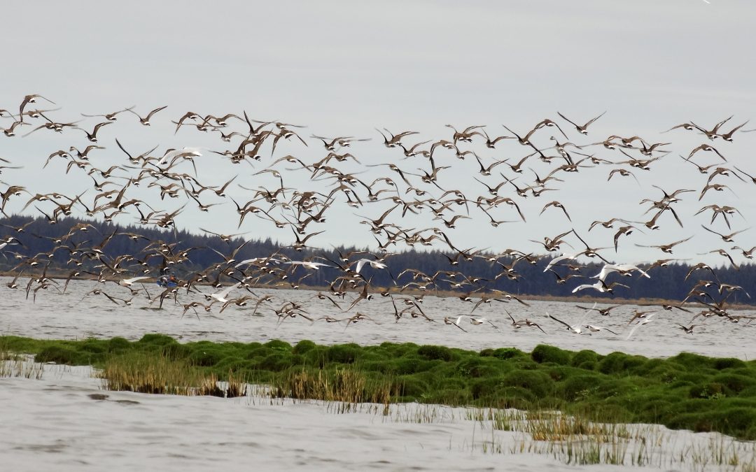 Decretada la creación del Santuario de la Naturaleza Humedales del río Maullín