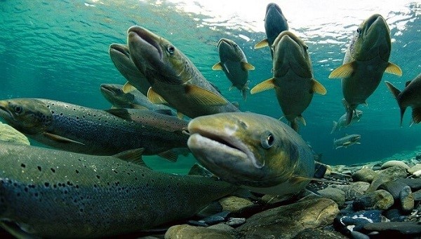 Pronunciamiento de la Fundación Conservación Marina ante el escape de salmones en el lago Llanquihue, de la empresa Salmones Camanchaca en la comuna de Frutillar, Región de los Lagos.