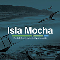 mocha